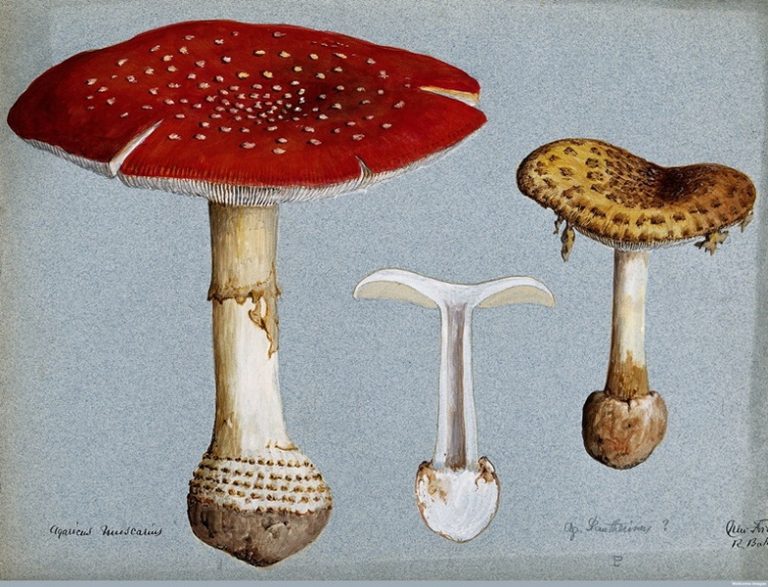 About the history of mushroom consumption