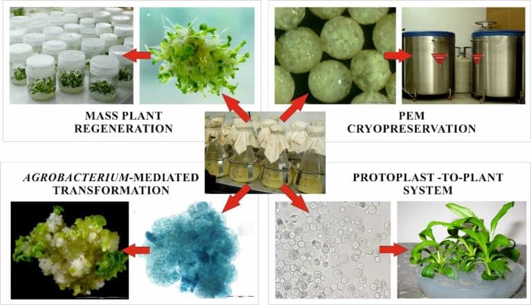 Polski wkład w&nbsp;globalne badania dot. embriogenezy somatycznej