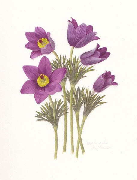 Sasanka pospolita – artykuł naukowy