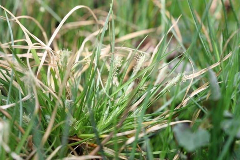About extreme saline habitats and their flora