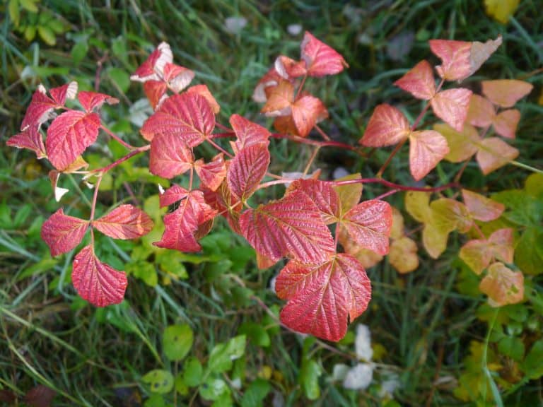 Wild species related to cultivated plants occurring in Poland - a scientific monograph