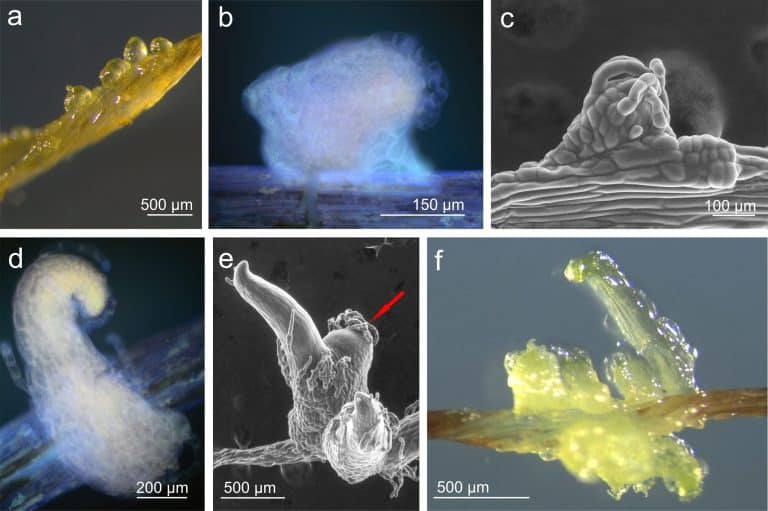 Prosta i&nbsp;efektywna metoda namnażania in&nbsp;vitro i&nbsp;kriokonserwacji zanokcicy klinowatej