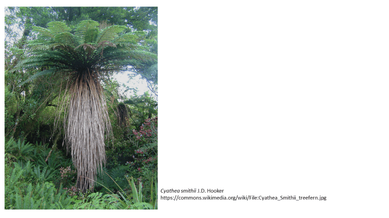 Paproć drzewiasta w&nbsp;sterylnej kulturze zawiesinowej