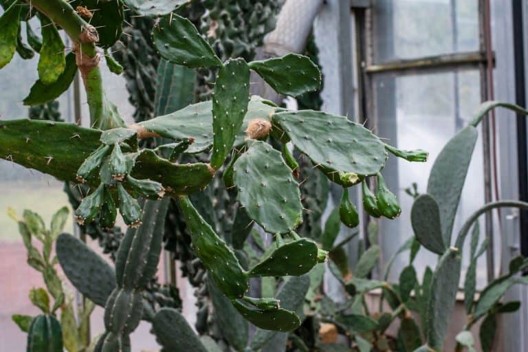 Opening of the orangery from April