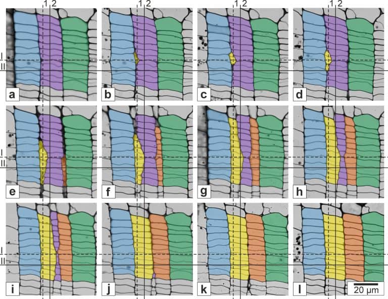 Analiza jakościowa i&nbsp;ilościowa wzrostu intruzywnego inicjałów kambium