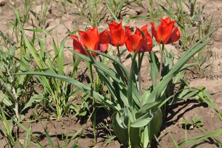 New conservation project