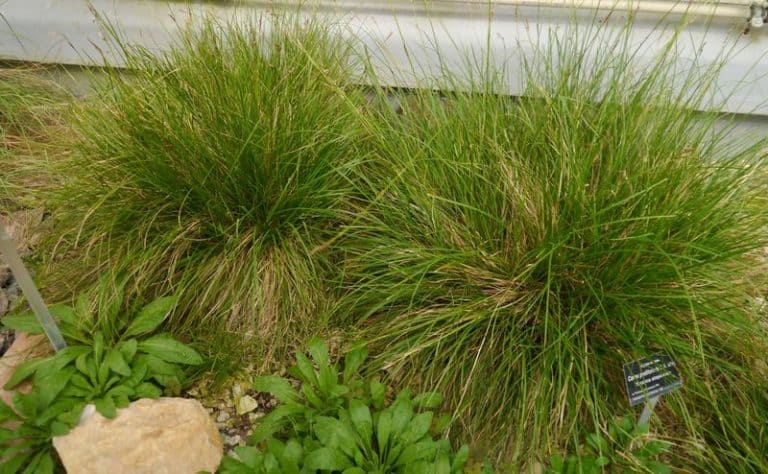 Publikacja o&nbsp;programie restytucji i&nbsp;ochrony gatunków