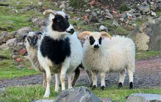 Projekt badawczy na&nbsp;Wyspach Owczych