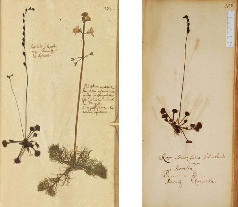 Herbaria of the Prussian physician Boretius