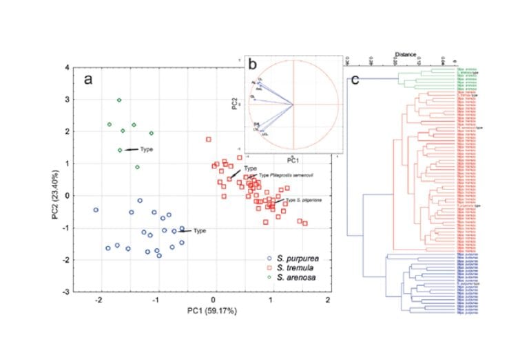 Dokonaliśmy rewizji wysokogórskiej grupy ostnic z&nbsp;kompleksu Stipa purpurea Azji Centralnej i&nbsp;Himalajów