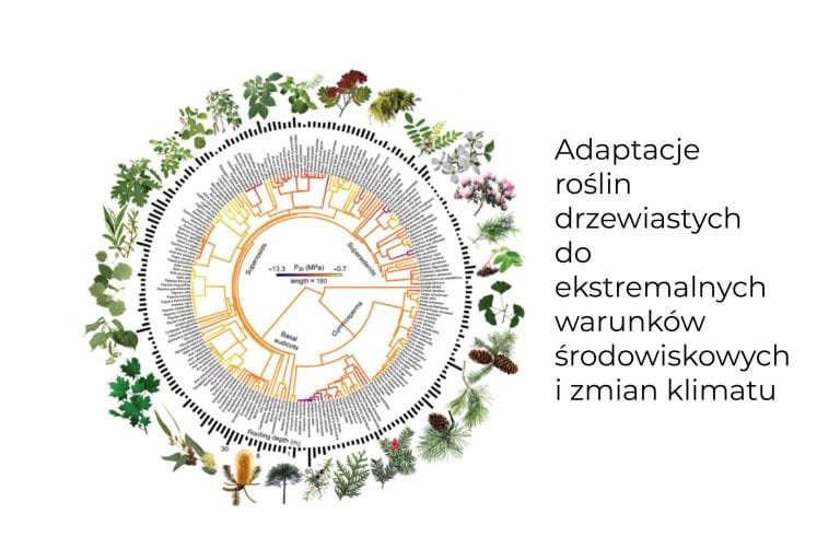 Jak wyglądają adaptacje roślin drzewiastych do&nbsp;ekstremalnych warunków środowiskowych i&nbsp;zmian klimatu