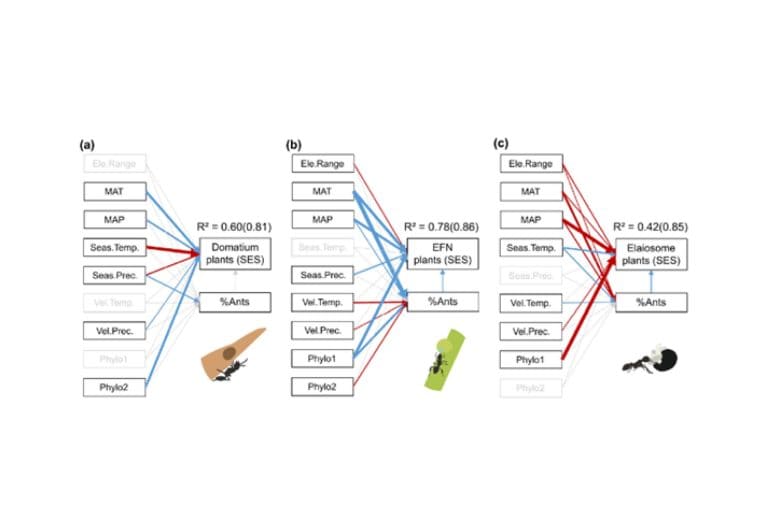 Poznaliśmy globalne rozmieszczenie mrówek i&nbsp;roślin w&nbsp;kontekście ich wzajemnych interakcji mutualistycznych