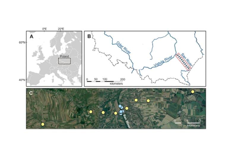 Coraz lepiej rozumiemy funkcjonowanie dolin rzecznych i&nbsp;typowych dla nich roślin