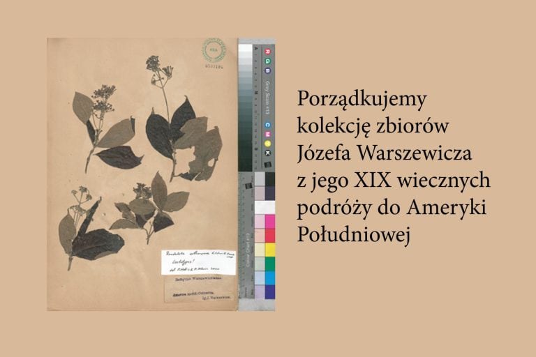 Porządkujemy kolekcję zbiorów Józefa Warszewicza z&nbsp;jego XIX wiecznych podróży do&nbsp;Ameryki Południowej