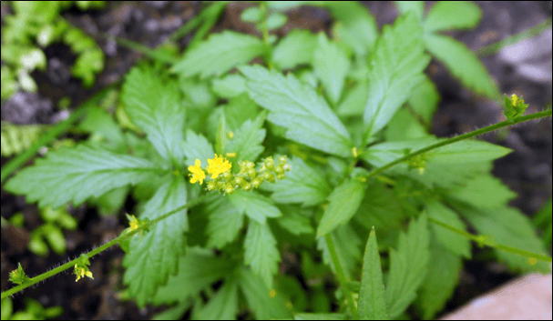 Agrimonia pilosa Ledeb. from a Collection of Polish Flora (photo by Konrad Woliński)