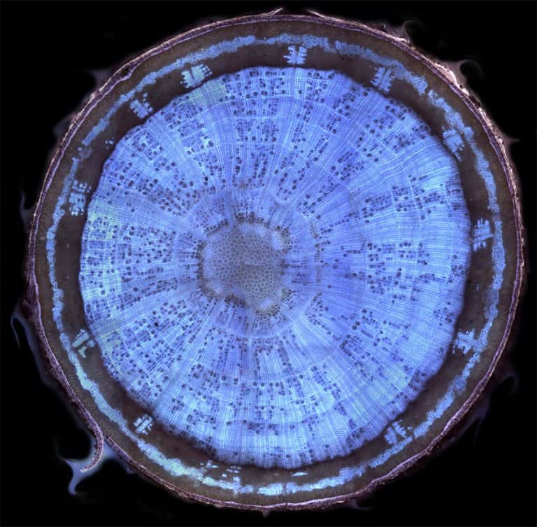 Quantitative wood anatomy in the research of the Laboratory of Plant Anatomy