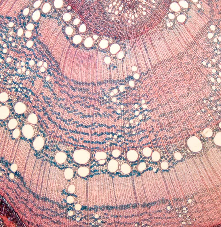 Article on anatomical analysis of the relationship between vascular members and cell type....