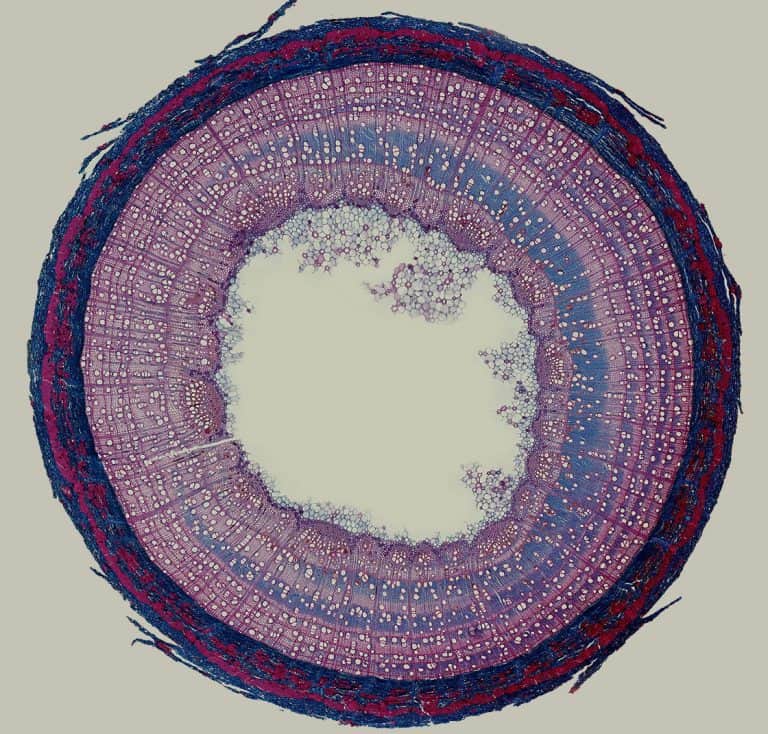 Analysis of a mathematical model including the dynamics of symplastic growth of the initial cells of the vascular cambium