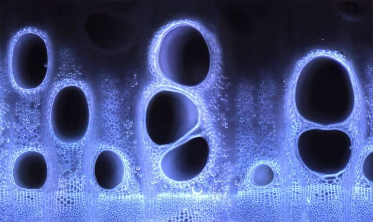 Research on the effect of stem temperature rise in the Plant Anatomy Laboratory