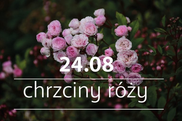 Chrzciny Róży