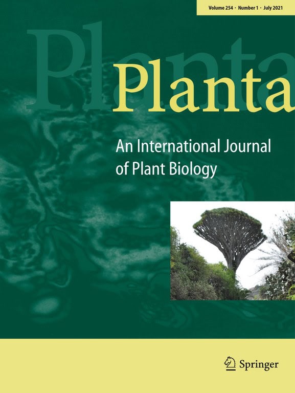 Dracaena draco on the cover of Planta magazine