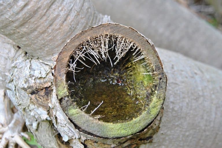 About the "wood" of the dragon tree