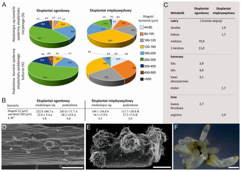 We know what differentiates the pathway of embryo formation from the plant's body cells