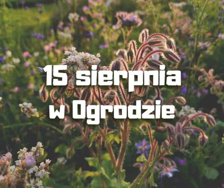 15 sierpnia w&nbsp;Ogrodzie