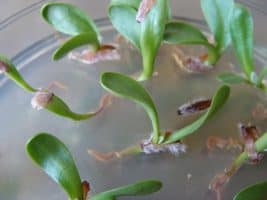 Germinating Seeds of Carlina Onopordifolia