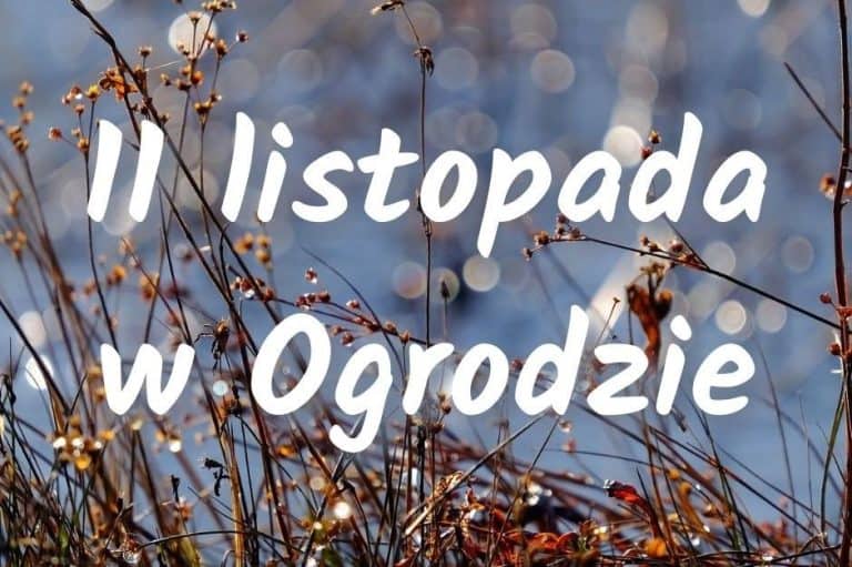 11 listopada w&nbsp;Ogrodzie