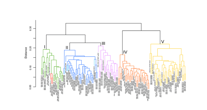 Rozstrzygnęliśmy problem identyfikacji taksonomicznej inwazyjnej miłki (Eragrostis) w&nbsp;Polsce
