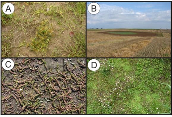 Ukazała się ważna rewizja zbiorowisk namułkowych w&nbsp;Polsce