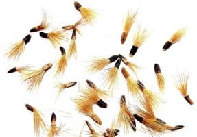 Seeds of Serratula Lycopifolia