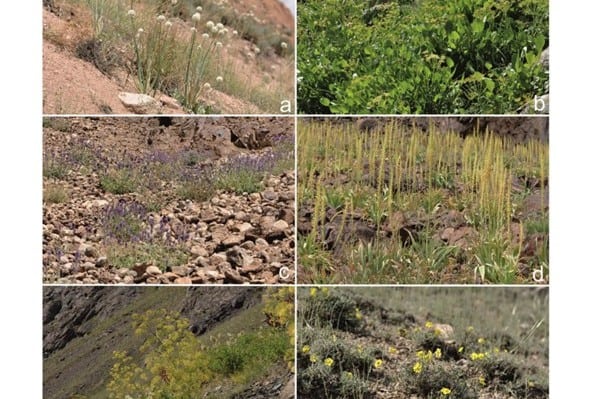 Poznaliśmy zróżnicowanie roślinności piargów w&nbsp;Pamirze I&nbsp;południowo-zachodnim Tienszanie