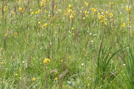 Article on pseudosteps