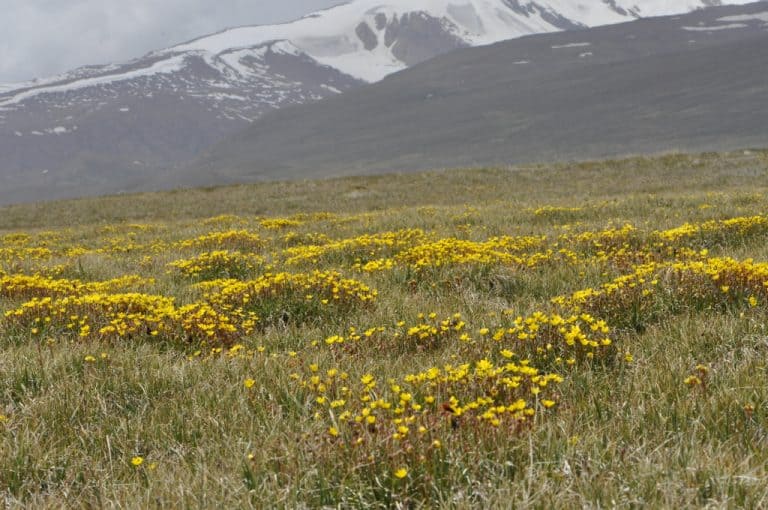 Młaki i&nbsp;źródliska regionu Irano-Turańskiego sklasyfikowane