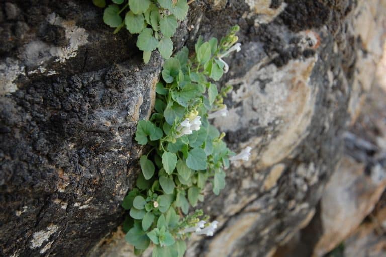 Wyniki badań klasyfikacyjnych zbiorowisk skalnych zaprezentowane w&nbsp;czasopiśmie Plant Biosystems
