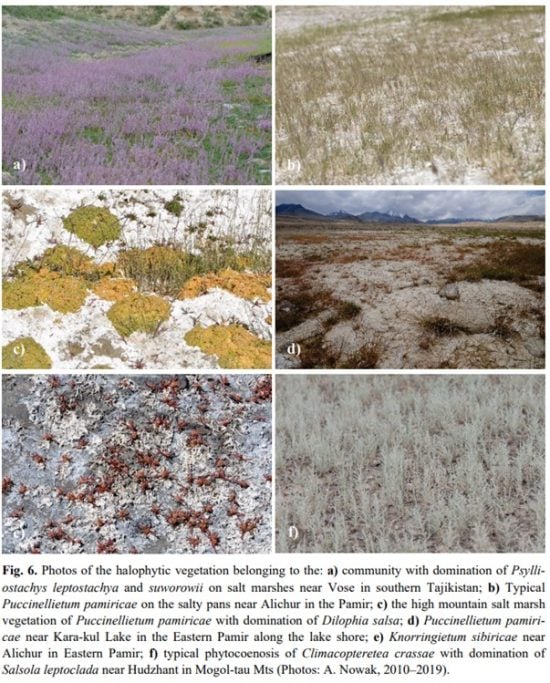 Roslinnosctadzykistan1