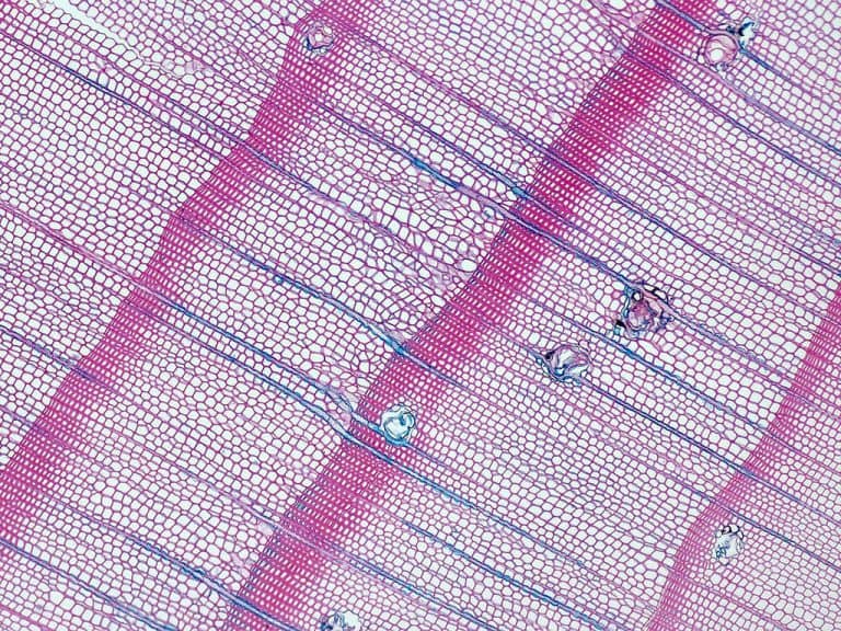 Relic pine from Sokolica - characteristics of the wood