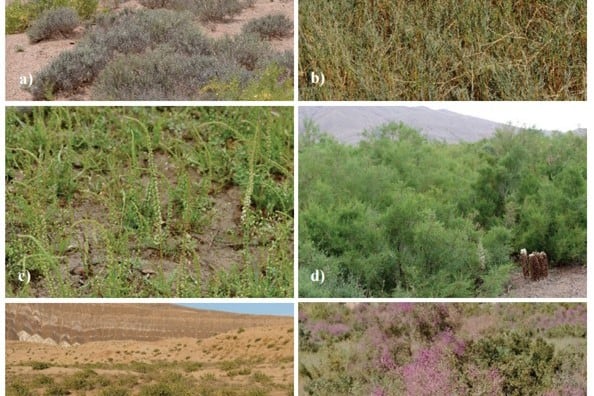Tajikistan's saltmarsh and brackish vegetation has reached a classification