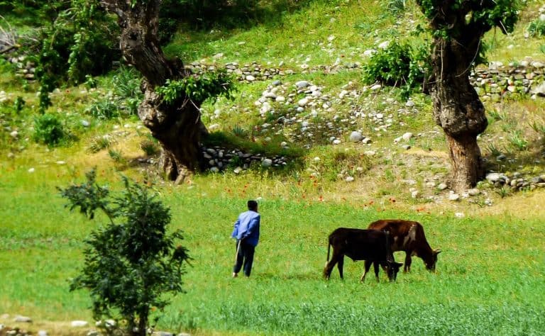 Zarządzanie bioróżnorodnością użytków zielonych poprzez wypas