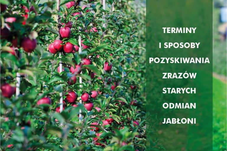 Timing and methods of obtaining scions of old apple varieties