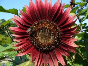 Collection of vegetable plants