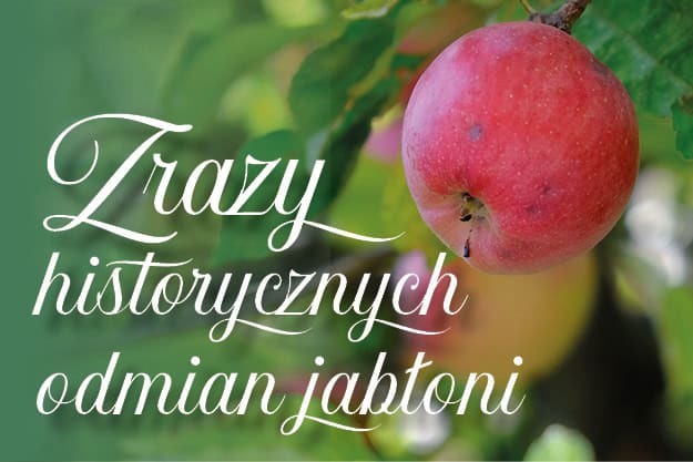 Scions of historical apple varieties