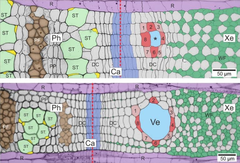 Zbadano wpływ formowania się naczyń na&nbsp;podziały komórek kambium