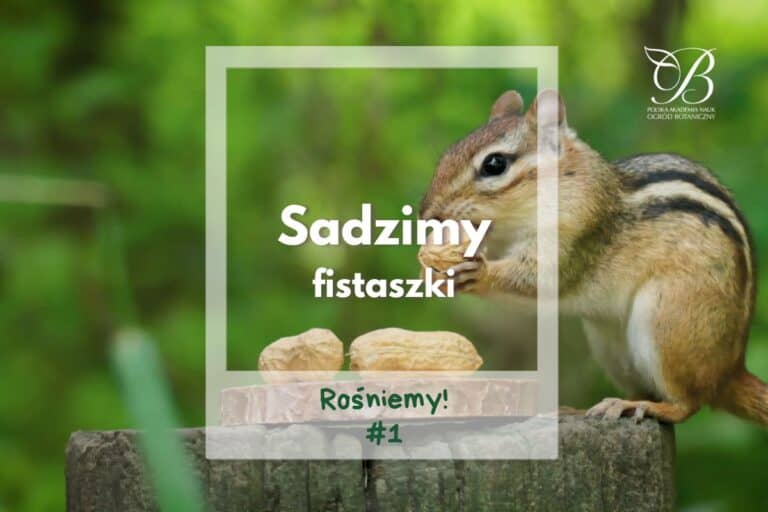 Rośniemy #1 ✿ Sadzimy fistaszki ✿ opiekunka kolekcji warzyw Ewa Napiórkowska
