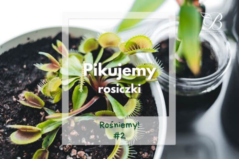 Rośniemy! #2 ✿ Pikujemy Rosiczki ✿ mgr inż. Katarzyna Misiak