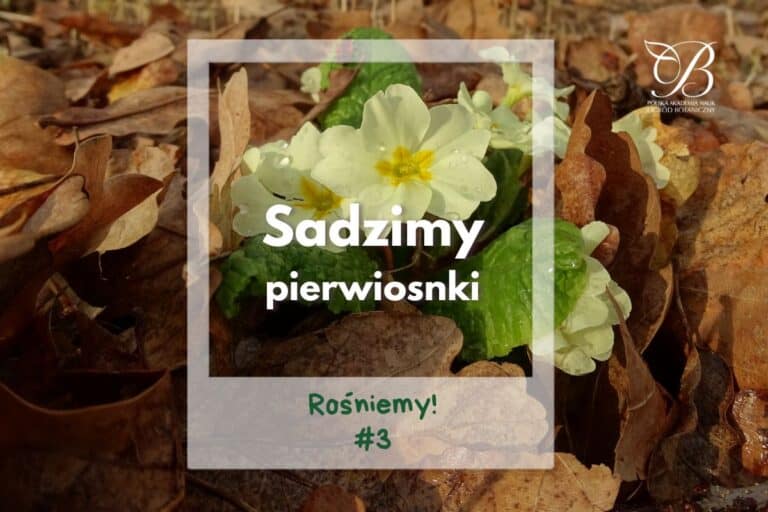 Rośniemy! #3 ✿ Sadzimy pierwiosnki ✿ Kolekcja Flory Polski