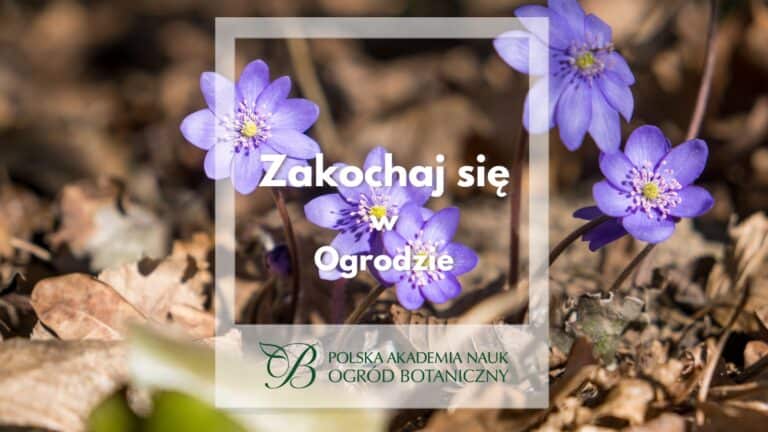 Fall in Love with the Garden - new YouTube program