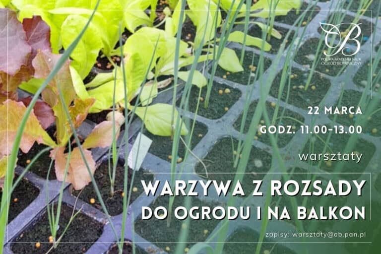 Vegetables from seedlings for the garden and balcony - workshop